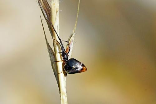 Réf. 240 215 : Argyrodes argyrodes